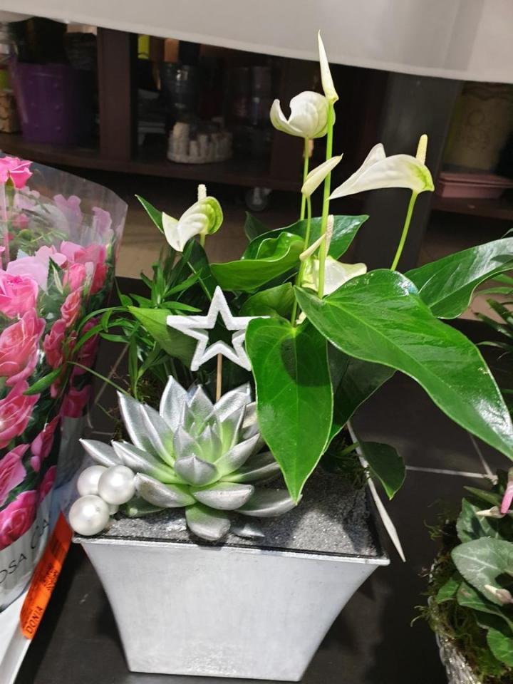 Vente plantes vertes Mennecy