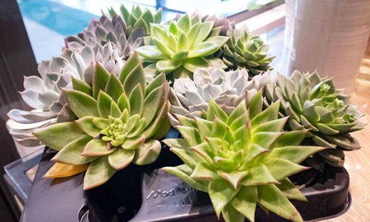 Des plantes vertes de qualité pour réussir la décoration de votre propriété.