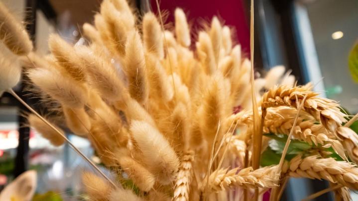 Vente et livraison de plantes vertes d’intérieur et d’extérieur à Mennecy 