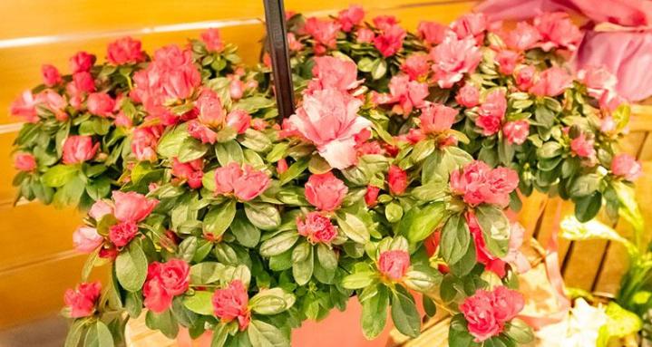 De belles fleurs pour rehausser vos événements à Mennecy.