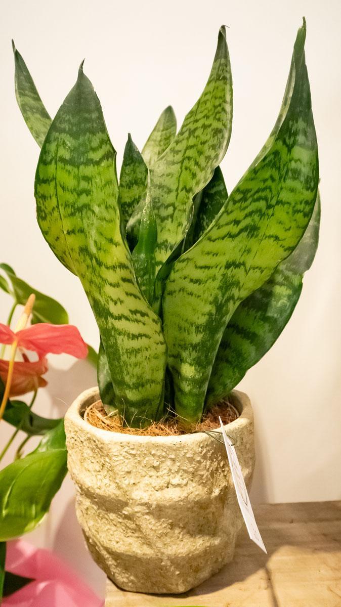 Livraison fleurs Mennecy