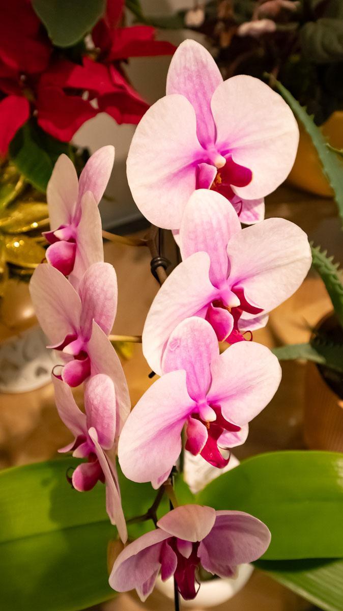 Fleuriste évènementiel Mennecy