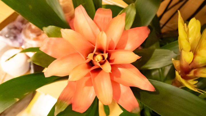 Vente et livraison de plantes vertes d’intérieur et d’extérieur à Mennecy 