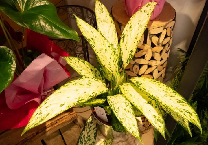 Vente plantes vertes Mennecy