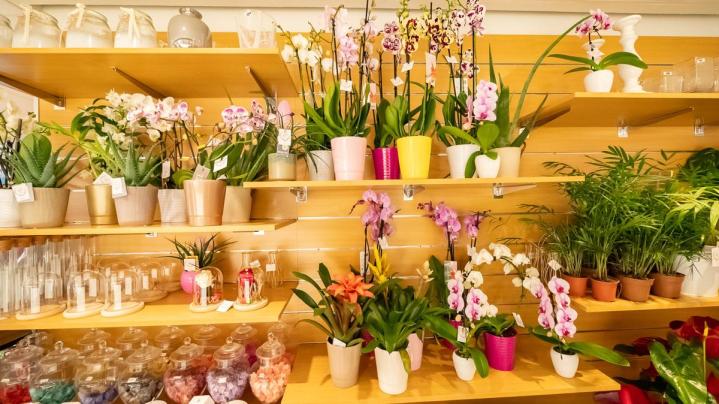 Vente et livraison de plantes vertes d’intérieur et d’extérieur à Mennecy 