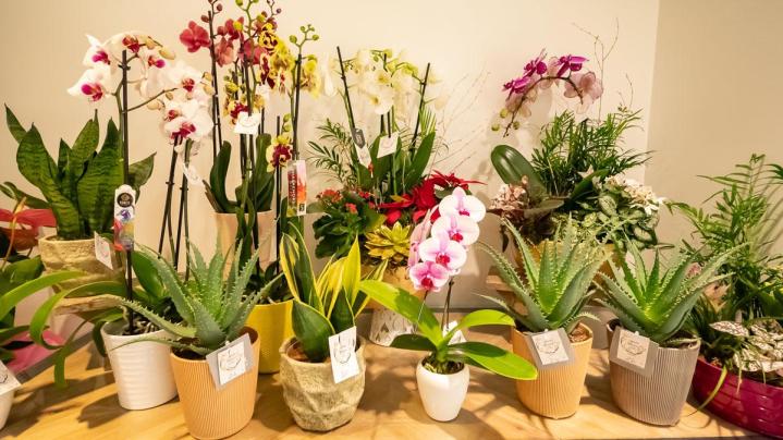 Vente et livraison de plantes vertes d’intérieur et d’extérieur à Mennecy