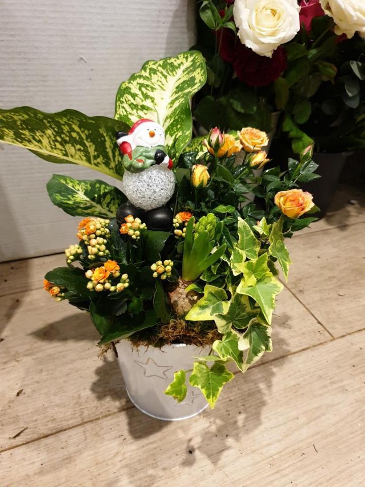 Vente et livraison de plantes vertes d’intérieur et d’extérieur à Mennecy